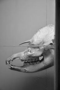 la specola 8-2017 1440